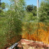 10 MEXICAN WEEPING BAMBOO Otatea Acuminata Rare Seeds