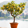Improved Meyer Lemon Tree