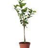 Improved Meyer Lemon Tree