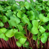 Radish for Microgreens