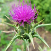 Milk Thistle (Silybum marianum)