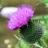 Milk Thistle (Silybum marianum)