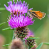 Milk Thistle (Silybum marianum)