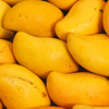 Mango 'Miracle' aka 'Choc-anon' (Mangifera indica)