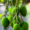 Mango 'Miracle' aka 'Choc-anon' (Mangifera indica)