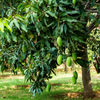 Mango 'Miracle' aka 'Choc-anon' (Mangifera indica)