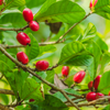 Miracle Fruit (Synsepalum dulcificum)