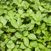 Molokhia Egyptian Spinach (Corchorus olitorius)