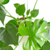 Monstera Deliciosa 'Split Leaf'