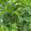 Moroccan Mint (Mentha spicata)