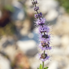 Moroccan Mint (Mentha spicata)