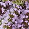 Moroccan Mint (Mentha spicata)