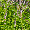 Moroccan Mint (Mentha spicata)