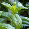 Moroccan Mint (Mentha spicata)