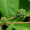 Mouse’s Pineapple (Morinda royoc)