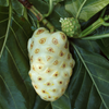 Noni (Morinda citrifolia)