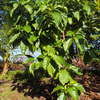 Noni (Morinda citrifolia)