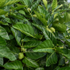 Noni (Morinda citrifolia)
