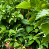 Noni (Morinda citrifolia)
