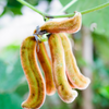 Velvet Bean (Mucuna pruriens)