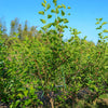 Mulberry 'Shangri La' (Morus alba x rubra)