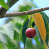 Strawberry Tree, Red (Muntingia calabura)