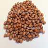 25 DWARF HORTICULTURE BEAN Taylor Long French Phaseolus Vulgaris Vegetable Seeds