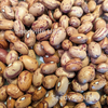 25 DWARF HORTICULTURE BEAN Taylor Long French Phaseolus Vulgaris Vegetable Seeds