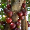 Jaboticaba, Red (Myrciaria Plinia cauliflora x aureana)