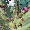 Blueberry Cactus (Myrtillocactus geometrizans)