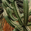 Blueberry Cactus (Myrtillocactus geometrizans)