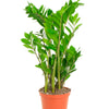 Zamioculcas Zamiifolia 'ZZ Plant'