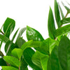 Zamioculcas Zamiifolia 'ZZ Plant'