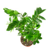 Zamioculcas Zamiifolia 'ZZ Plant'