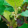Lulo, Naranjilla (Solanum quitoense)
