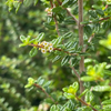 Moujean Tea, Bahama Berry (Nashia inaguensis)