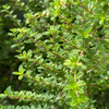 Moujean Tea, Bahama Berry (Nashia inaguensis)