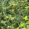 Moujean Tea, Bahama Berry (Nashia inaguensis)