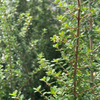 Moujean Tea, Bahama Berry (Nashia inaguensis)