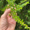 Moujean Tea, Bahama Berry (Nashia inaguensis)