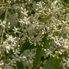 Neem Tree (Azadirachta indica)