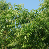 Neem Tree (Azadirachta indica)