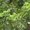 Neem Tree (Azadirachta indica)