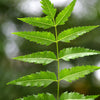 Neem Tree (Azadirachta indica)