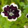 50 PENNIE BLACK - NEMOPHILA Discoidalis Penny White Flower Seeds