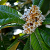 Loquat 'Italy' (Eriobotrya japonica)