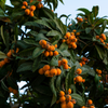 Loquat 'Italy' (Eriobotrya japonica)