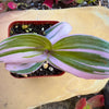 Tradescantia Zebrina