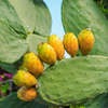 Nopales Cactus (Opuntia matudae)