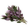 Okinawan Spinach (Gynura crepioides)